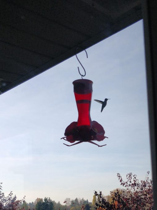 a hummingbird feeder hangs in the center of the image, with a hummingbird silhouette to the right of it